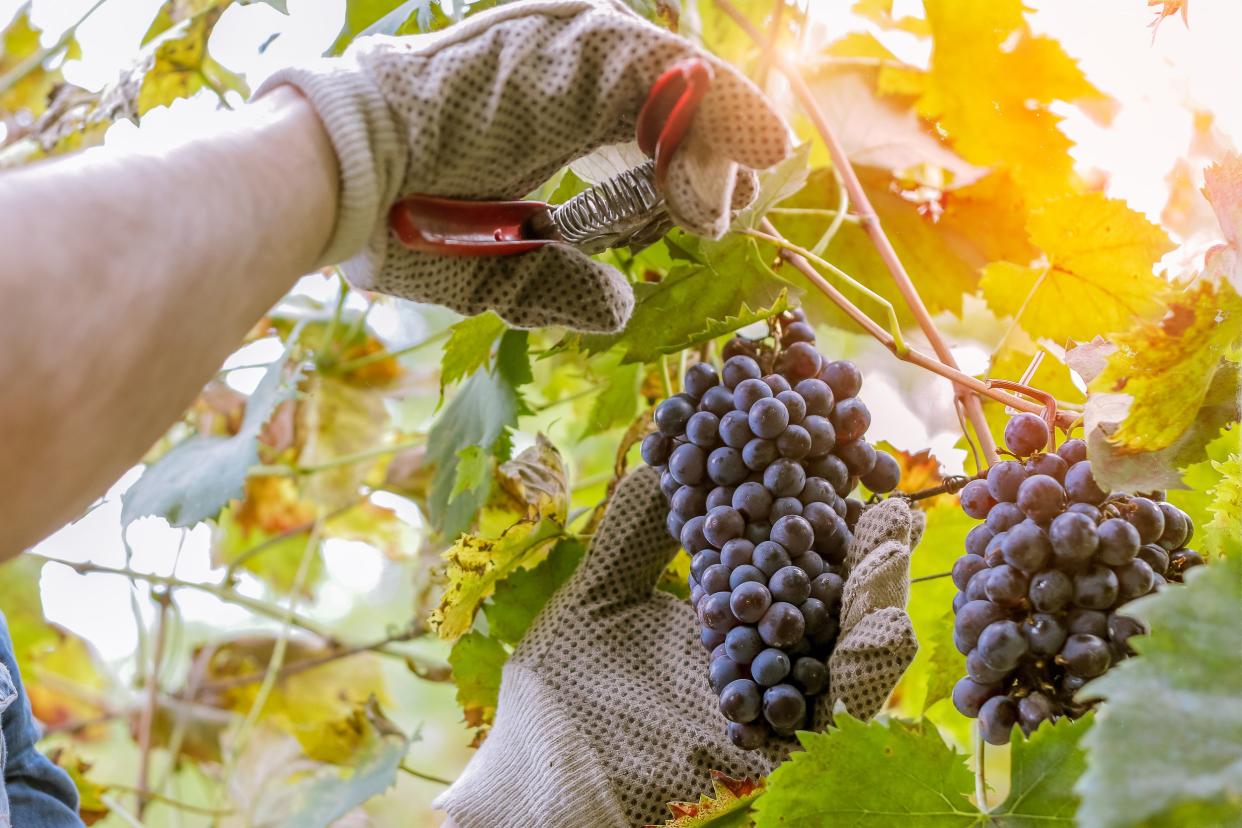 person harvesting grapes for wine