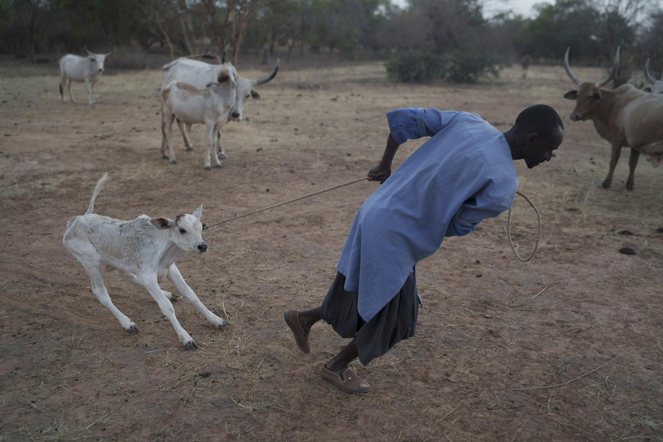 Amadou Altine Ndiaye pulls a calf at their campsite in the village of Yawara Dieri, in the Matam region of Senegal, Saturday, April 15, 2023. Ndiaye’s family doesn’t sell their animals regularly because meat is mostly for special occasions: weddings, or holidays such as Eid al-Adha and Eid al-Fitr. When they do, a few head of cattle can provide enough money to get married, buy rice or even emigrate. (AP Photo/Leo Correa)
