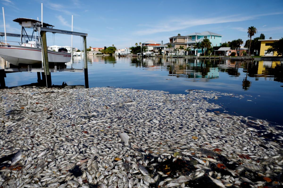 What Is Red Tide? Florida’s Algae Blooms May Have a Climate Change Link