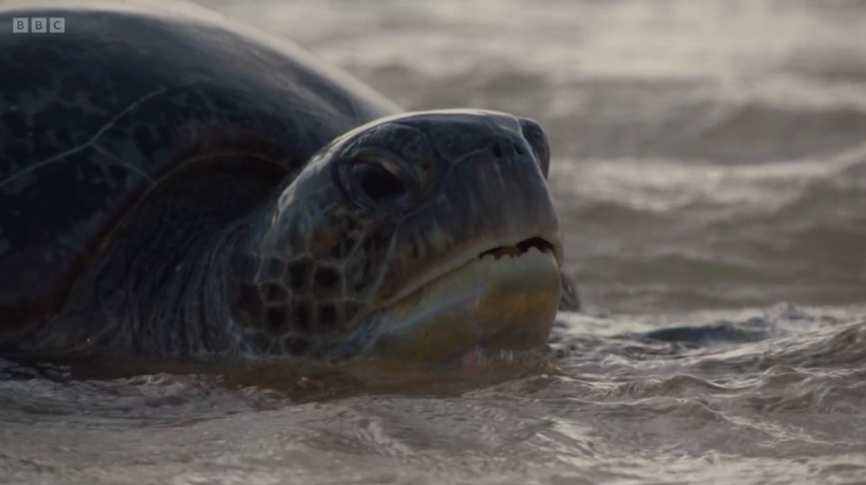A turtle captured audiences attention on the opening episode of Planet Earth III. (BBC)
