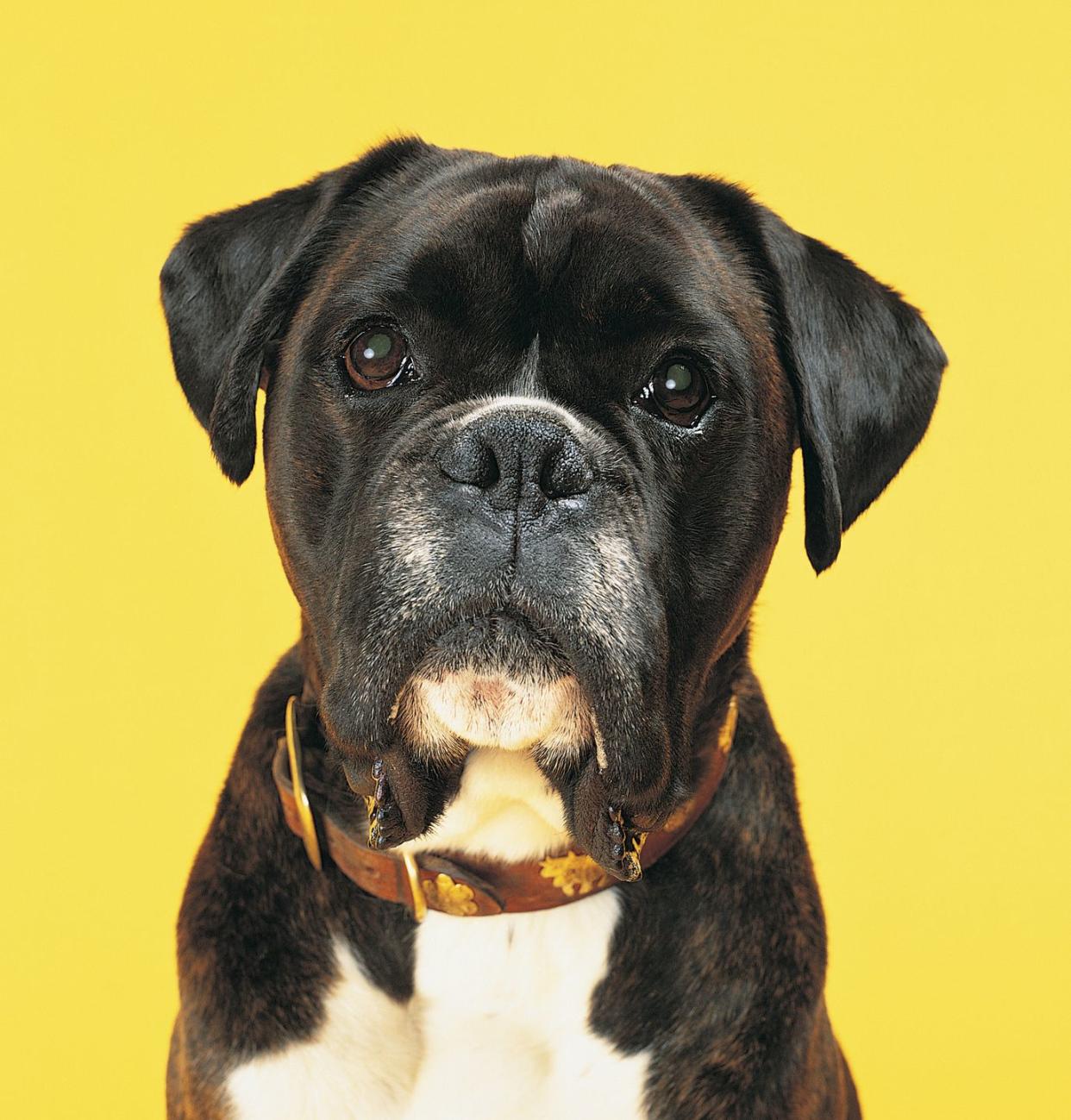 20 best dog breeds for families boxer