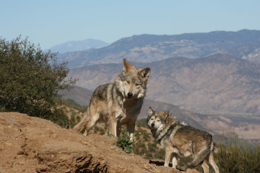 (California Wolf Center)