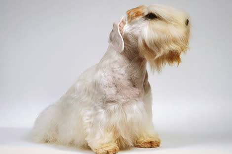 Sealyham Terrier