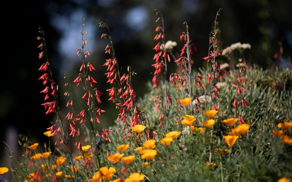 Eschscholzia Californica (orange) and Penstemon Barbatus (red) -  Rii Schroer