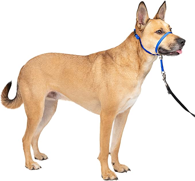 No more pulling on walks, thanks to this headcollar.