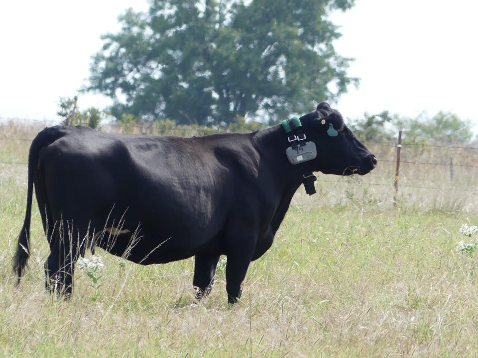 A cow wears a GPS-equipped collar as part of an Oklahoma State University study of virtual fences.