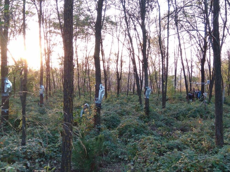 <span class="caption">Forest study site equipped with weather station and sensor measurement of tree water consumption.</span> <span class="attribution"><span class="source">© Lulu Zhang</span>, <span class="license">Author provided</span></span>