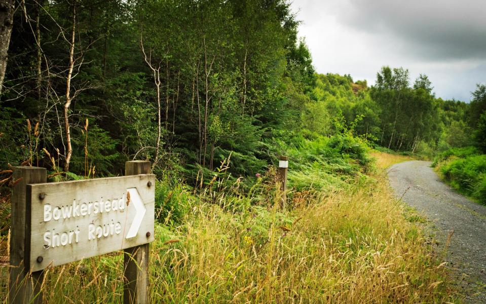 grizedale forest, Lake District