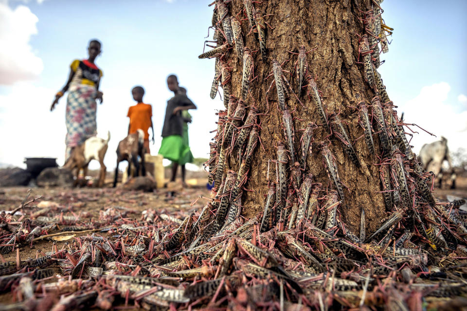 Image: Desert locusts swarm over a tree in Kenya on March 31. (Sven Torfinn / AP file)