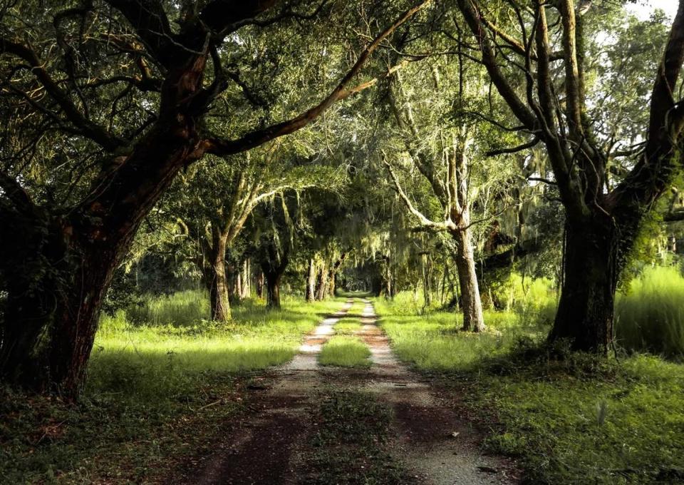 The avenue of oaks leading to Tibwin Plantation is part of the South Tibwin unit of the Francis Marion National Forest near McClellanville. Closed to vehicular travel, this path leads to the site of the Tibwin Plantation house and a network of trails. It is an excellent place to spend a quiet afternoon exploring a truly beautiful spot of the Lowcountry.