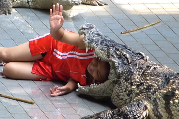 Zookeepers risk lives by putting heads in crocodiles' mouths