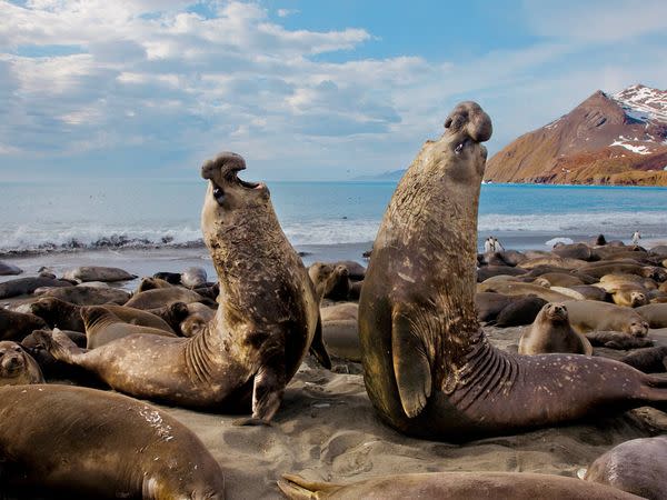 Elephant Seal Bulls, St. Andrews Bay