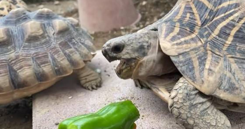 道路驛站紀寶町海龜公園拍到烏龜吃青椒的逗趣反應。（圖／翻攝自推特@umigamekouen）
