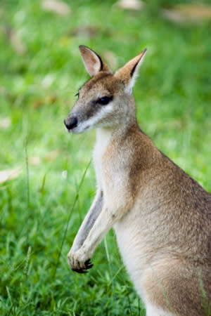 Wallaby