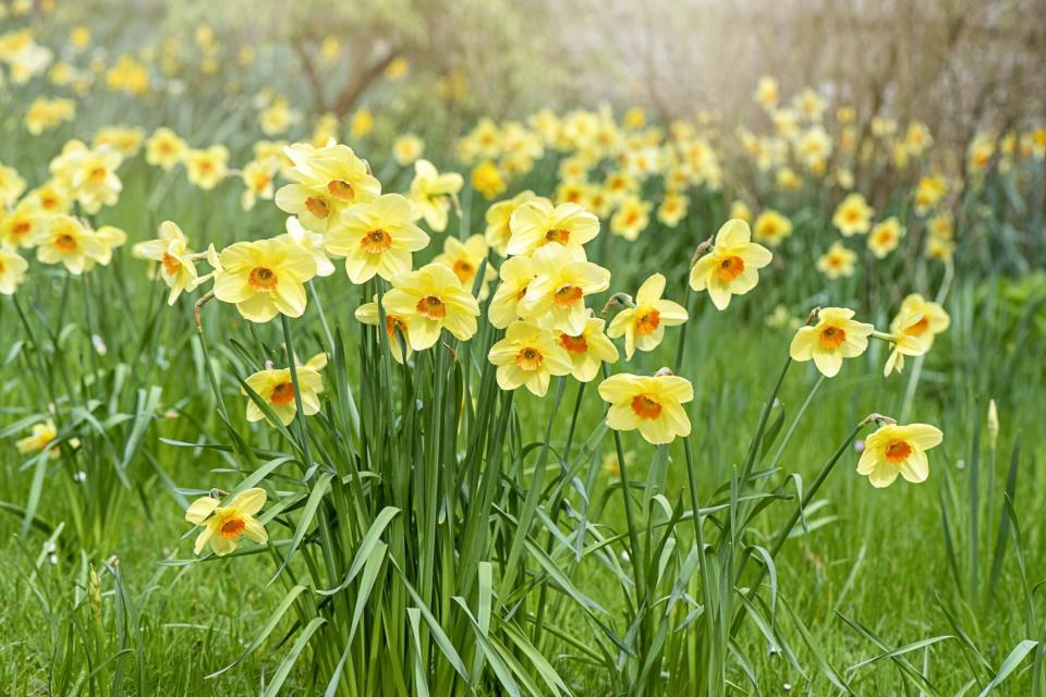 yellow Daffodil flowers in sunshine