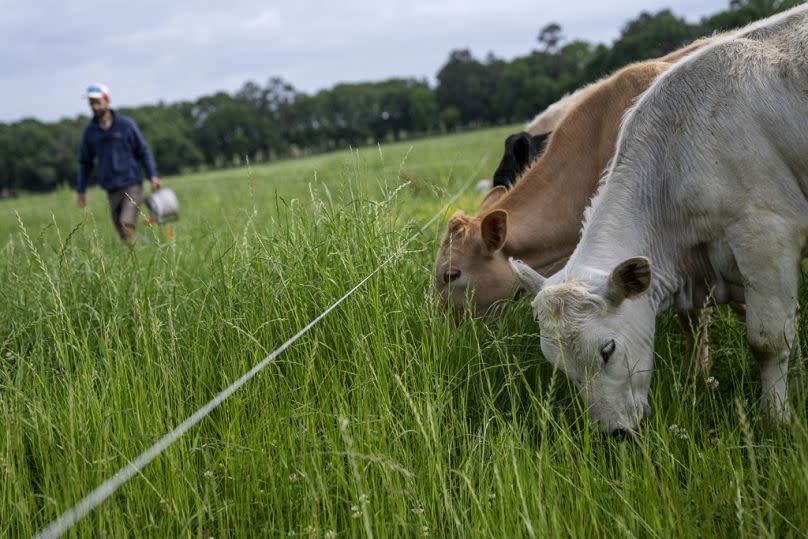 Cattle feed on tall grass while grazing on Hobbs Margaret's farm, rear, in Lufkin, Texas, April 2023