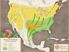 Map of North America showing monarch migration routes.