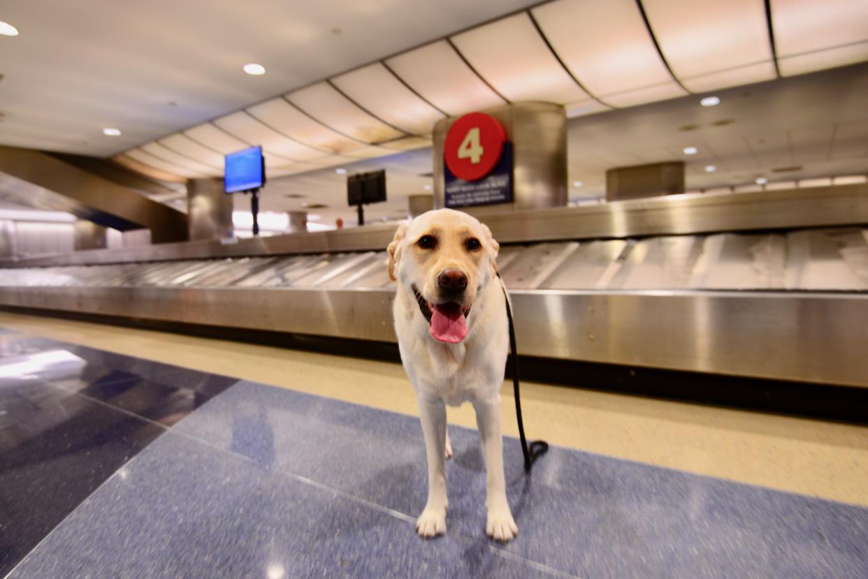 Airport dogs are being trained to detect people infected with COVID-19. (Photo: Getty Images)