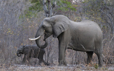 FILE PHOTO: Elephants graze inside Zimbabwe's Hwange National Park, August 1, 2015. REUTERS/Philimon Bulawayo/File Photo