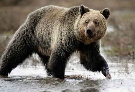 A grizzly bear roams through the Hayden Valley in Yellowstone National Park in Wyoming, May 18, 2014. The nearly 3,500 square mile park straddling the states of Wyoming, Montana and Idaho was founded in 1872 as America's first national park. Picture taken May 18, 2014. REUTERS/Jim Urquhart/File Photo