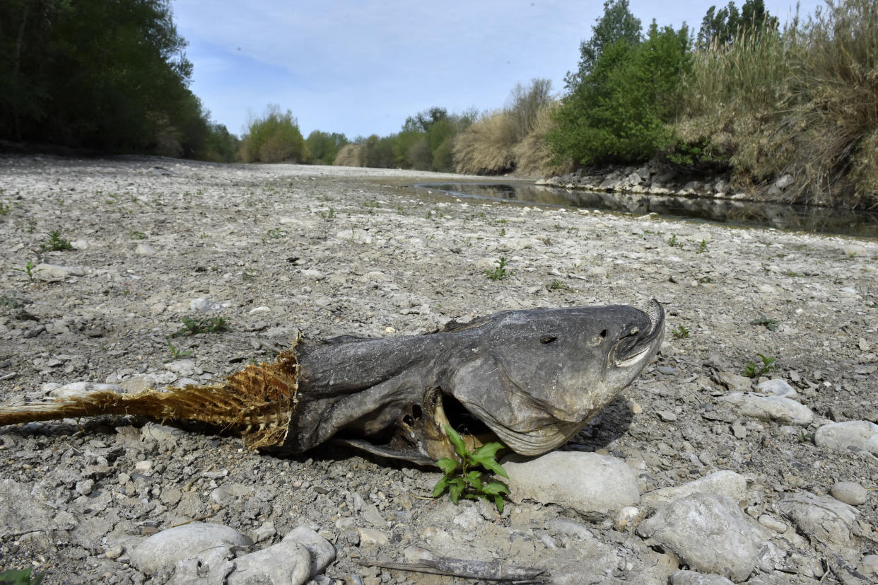 Un poisson mort dans une rivière à Rivesaltes, dans les Pyrénées-Orientales (Photo RAYMOND ROIG / AFP)