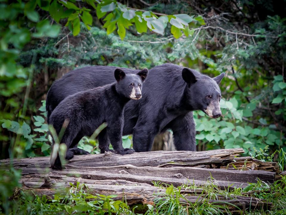 A black bear walking through a wooded area with her cub.