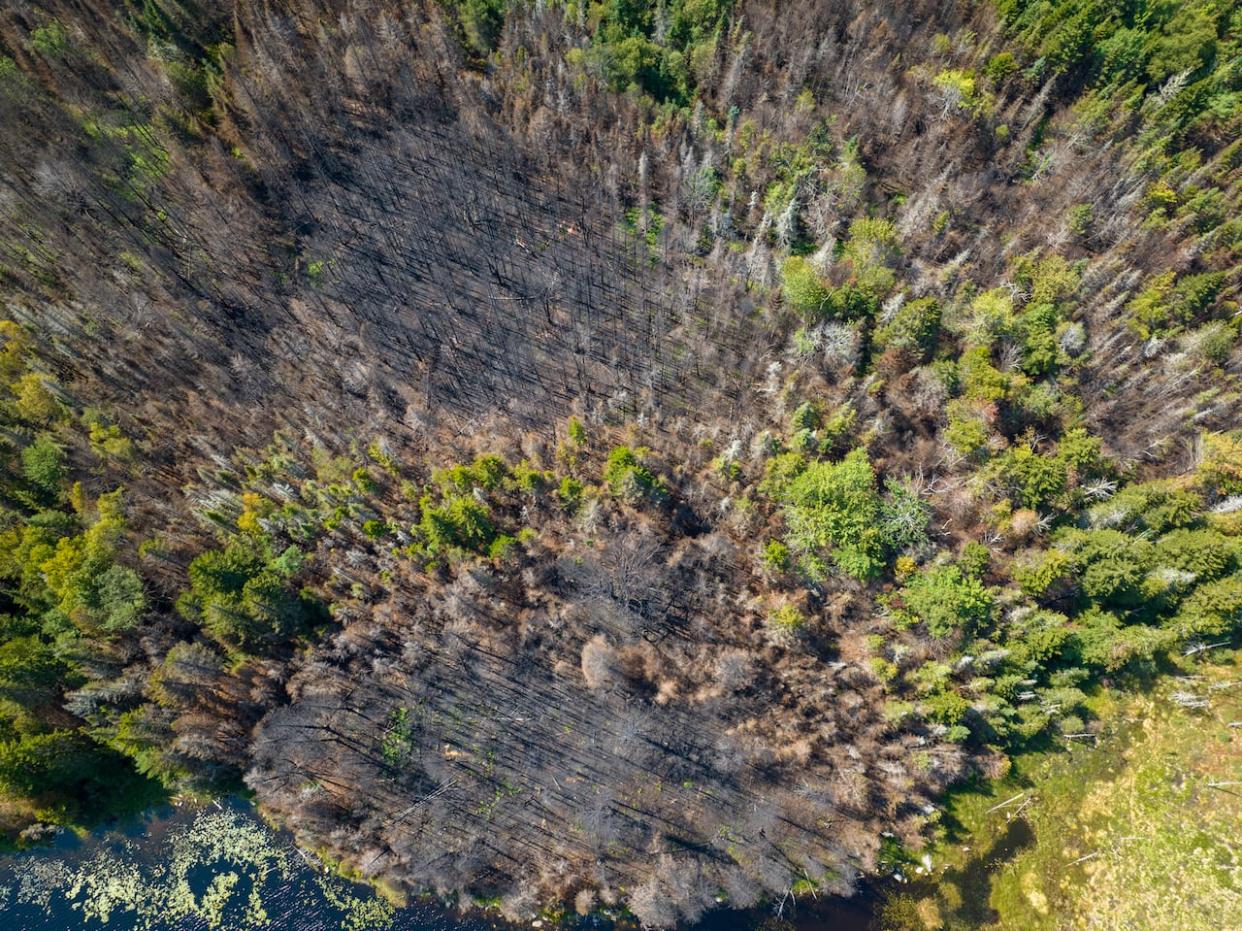 Fire officials had advice for the public on Tuesday to help prevent the kind of wildfire that destroyed woods near Saint Andrews last year.  (Roger Cosman/CBC - image credit)