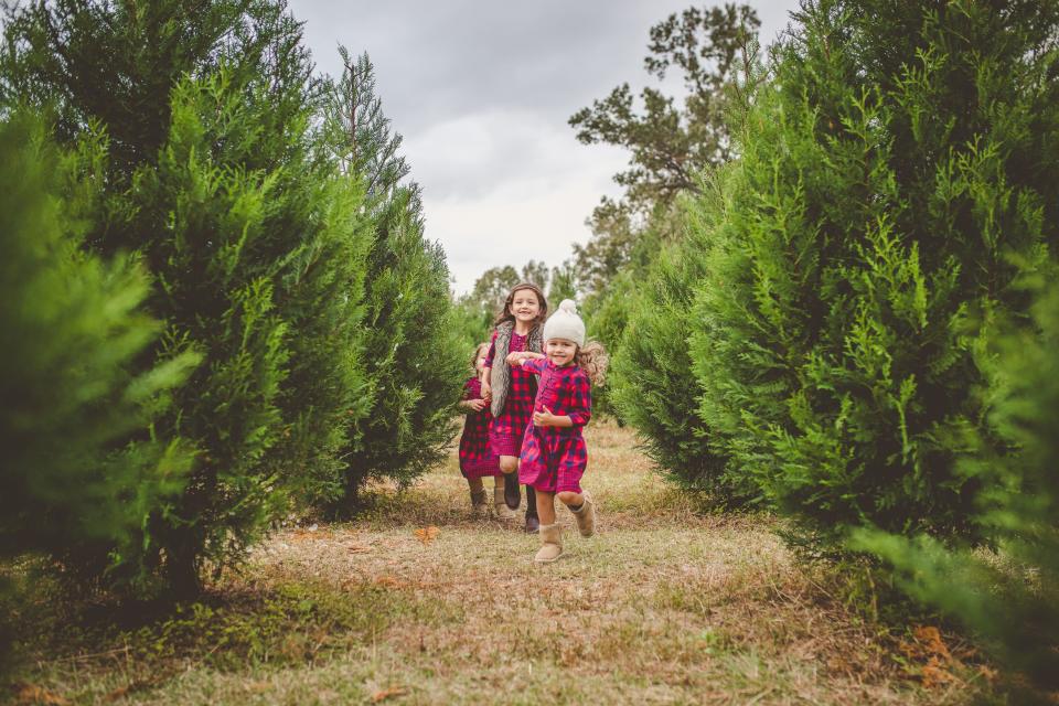 Lebanon Christmas Tree Farm: Ridgeville, SC