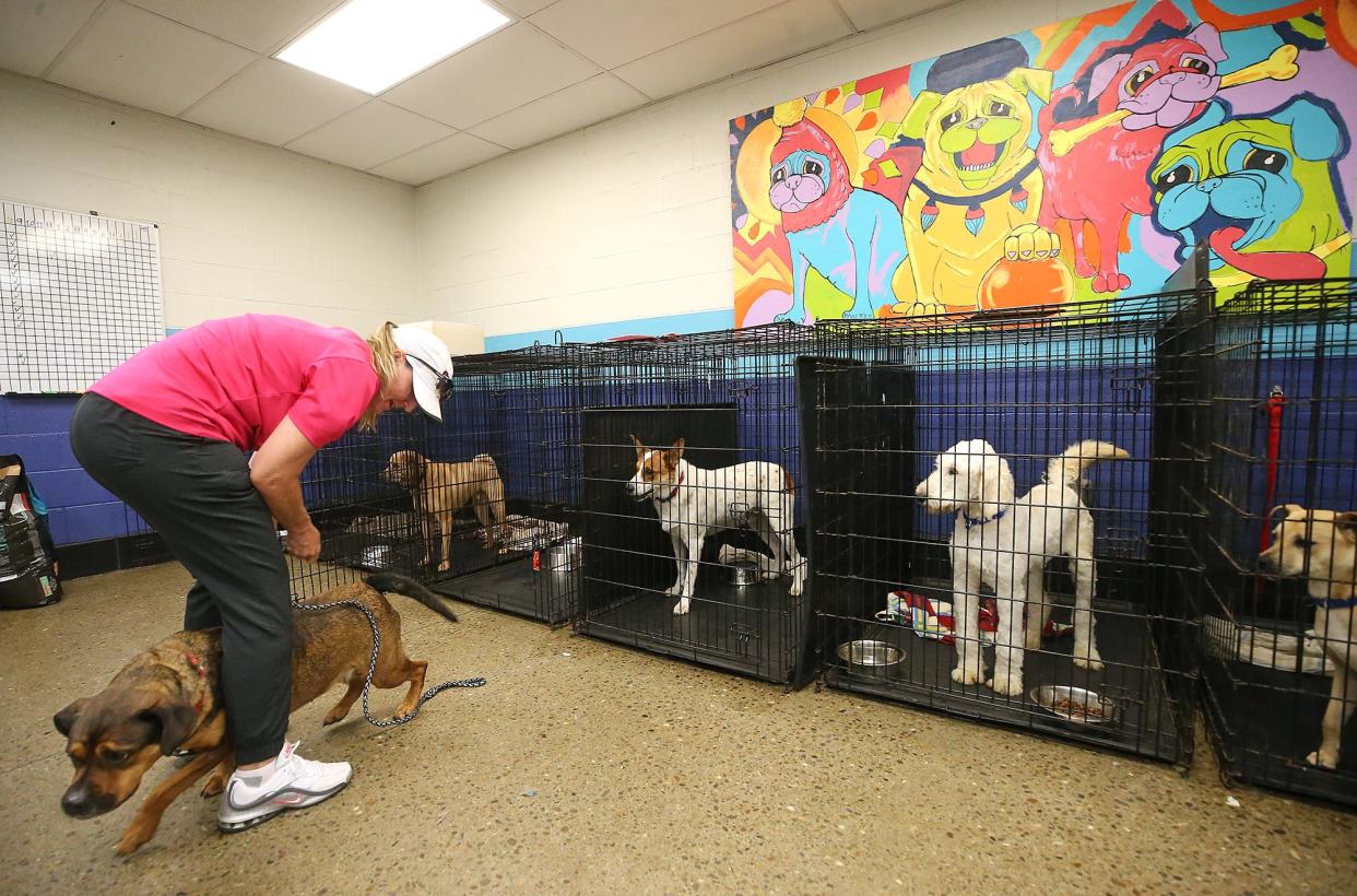 Some of the nine dogs recently returned to One of a Kind Pet Rescue watch as Tara is taken outside by Executive Director Tanya Jonda.