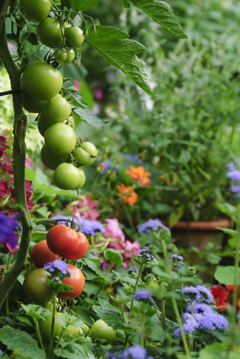 tomatoes growing in a lush green garden