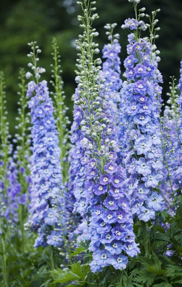 close up portrait of the blue flowers of delphinium &#39;spindrift&#39; spires, perennial
