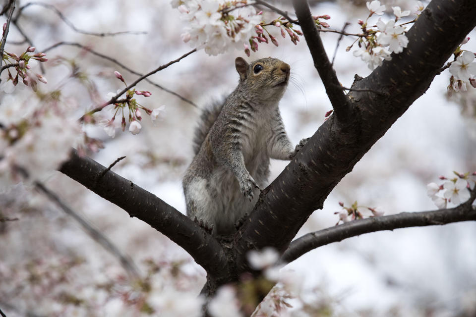 Washington’s cherry blossoms bloom despite cold snap