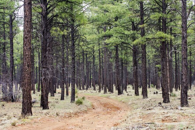 <p>Getty Images</p> The Apache and Sitgreaves National Forest near Alpine, Arizona