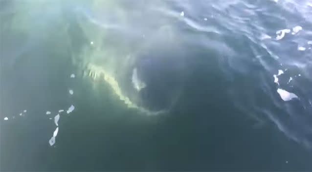 The shark lurks extremely close to the surface of the water, right near the fishermen's boat. Source: InPursuit365 via Storyful