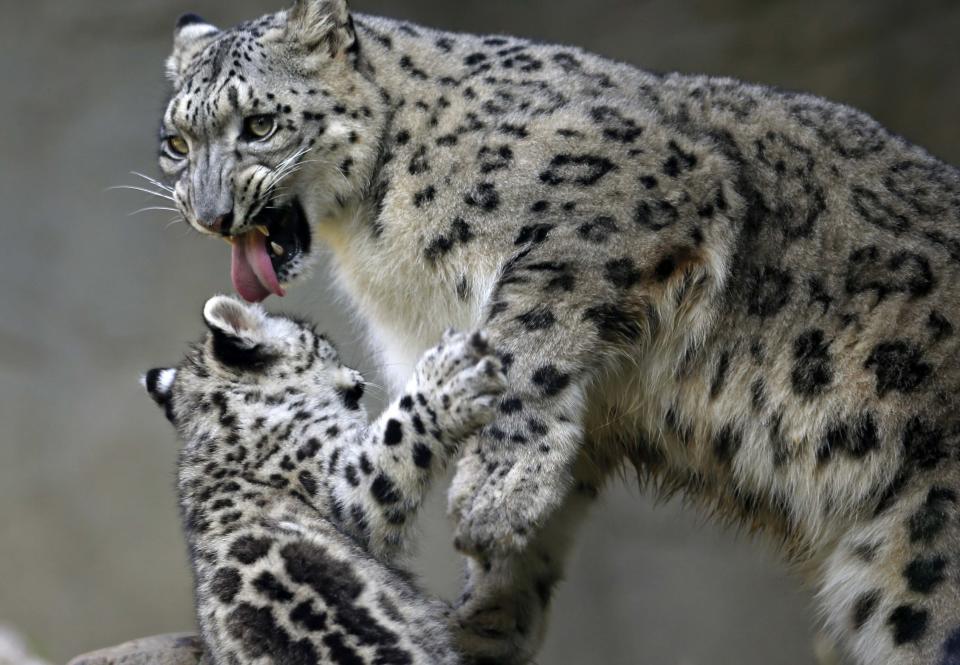 An unnamed three month old snow leopard cub plays with his mother Sarani at the Brookfield Zoo in Brookfield, Illinois