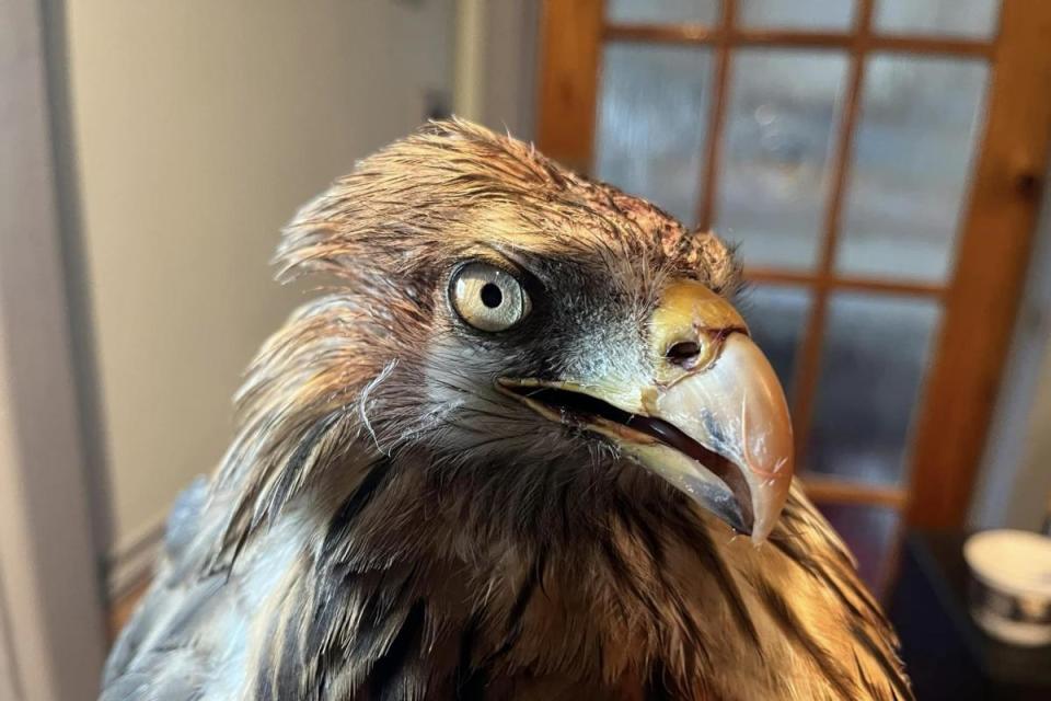 Aragon, the 29-year-old Red kite <i>(Image: Chrissie Gaines)</i>