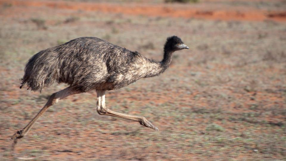 An emu runs across the Australian outback.