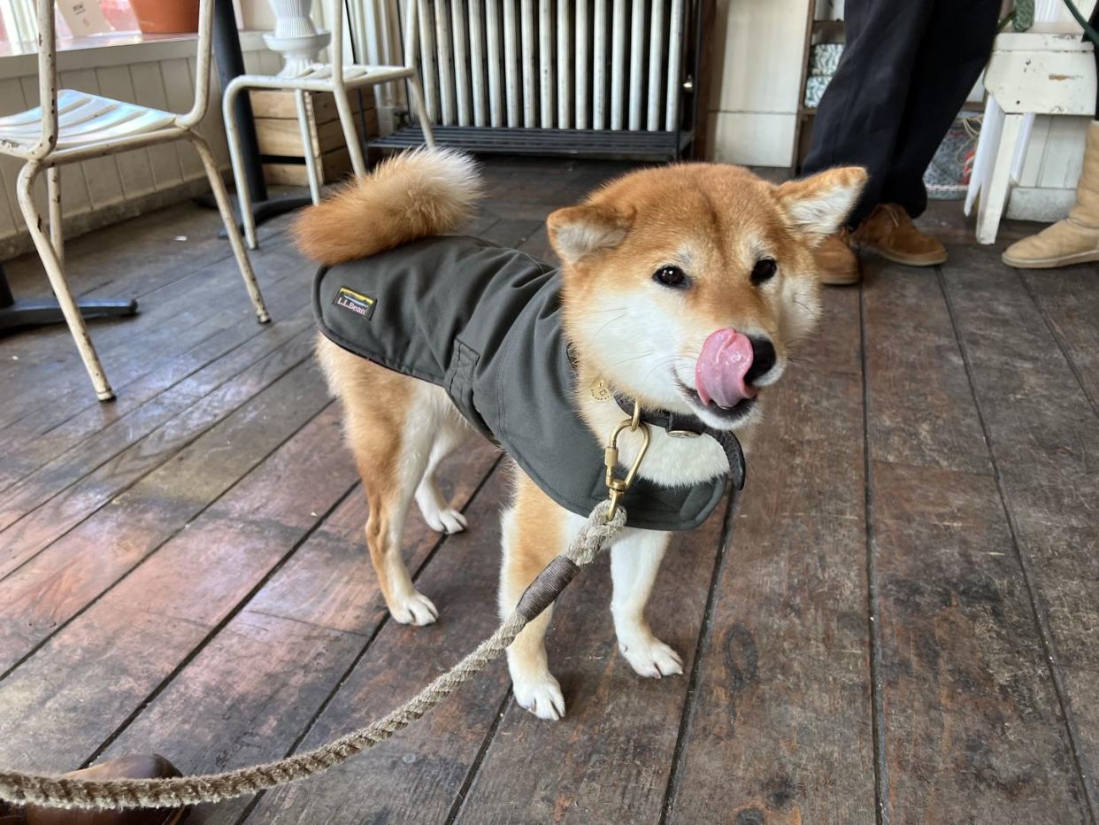 llbean dog coat testing