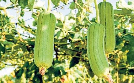 Luffa cylindrica will be popular in 2021 - Getty Images