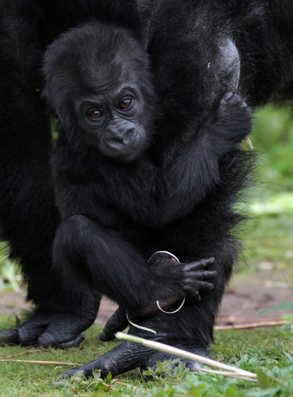 Kukena, Bristol Zoo's Baby Gorilla Starts To Walk