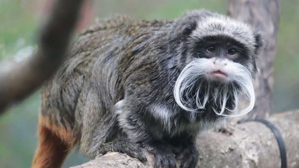 PHOTO: On the morning of January 30, 2023, the Dallas Zoo alerted the Dallas Police Department after the animal care team discovered two of our emperor tamarin monkeys were missing. (Dallas Zoo)