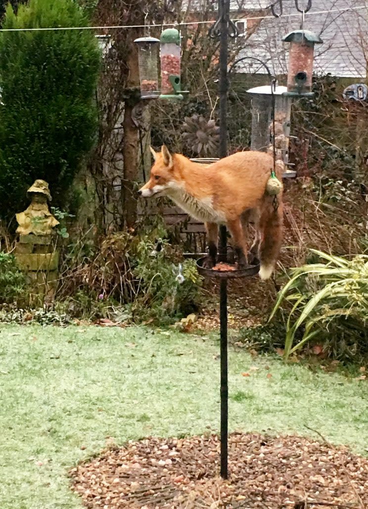 This cheeky fox was caught on camera helping itself to a free meal - by balancing on top of a bird table.