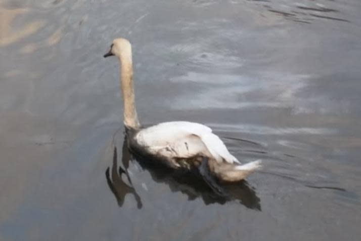 An oily swan on the River Lea: @FactFisching/Twitter