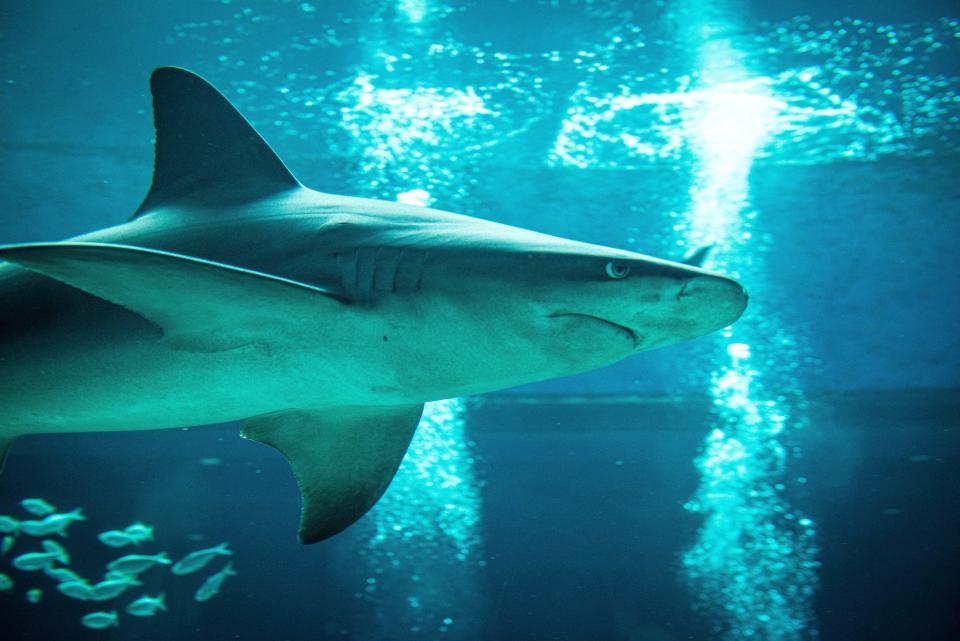 A sandbar shark swims past air bubbles emanating from two divers cleaning the H-E-B Caribbean Sea exhibit at the Texas State Aquarium, on Oct. 24, 2021.