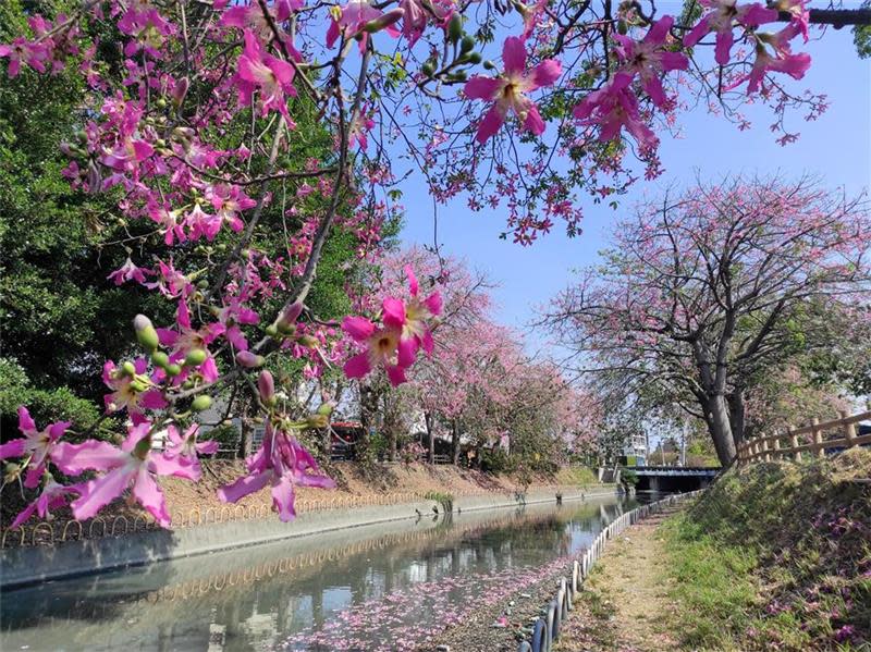 北斗河濱公園美人樹（圖片來源：彰化縣政府）