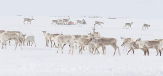 Caribou in the Qamanirjuaq herd. The management board that protects the Beverly and Qamanirjuaq herds is warning that illegal hunting along the N.W.T.'s ice roads has reached an unsustainable peak this winter. 