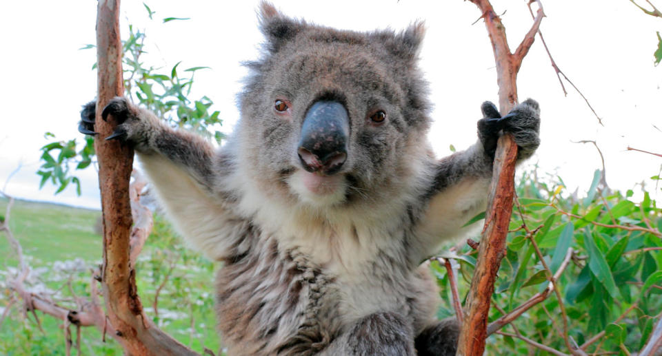 Photo of koala as cars and dog attacks are found to be most commonly the cause of their death in Brisbane.