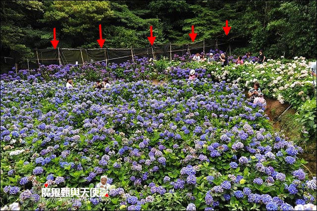 陽明山竹子湖繡球花地圖懶人包~2015/6/9花況（上篇）