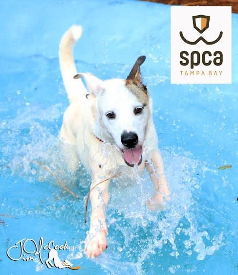 Noodle is an active, spunky 3-year-old boy.   Find out more from the <a href="https://www.facebook.com/SPCATampaBay/?fref=ts">SPCA Tampa Bay</a>. Here's Noodle's <a href="http://spcatampabay.org/pet-details/?id=29491333&species=1" target="_blank">adoption listing</a>.