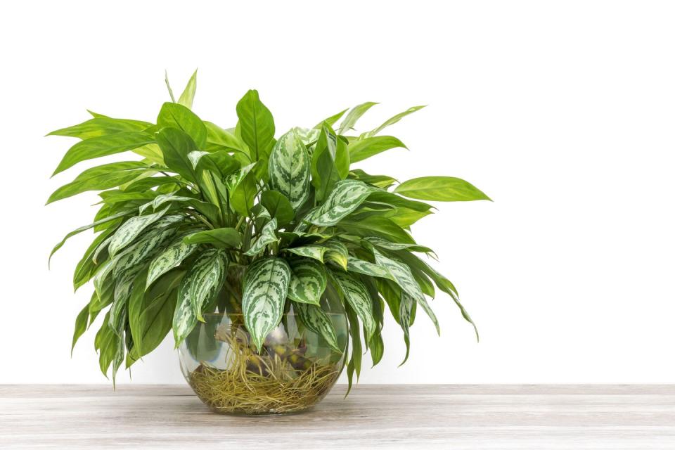 20) Aglaonema